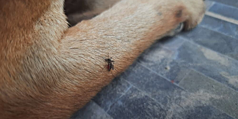 How to Treat Bug Bites and Poison Ivy on Dogs Petwell Supply