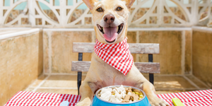 The Culinary Guide for Picky Dogs