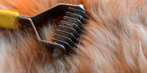 Do You Have These Everyday Dog Grooming Tools?