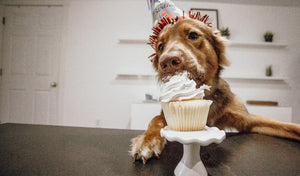 Celebrating Your Dog's Birthday Right