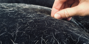 Need to remove pet hair off your furniture in a pinch?