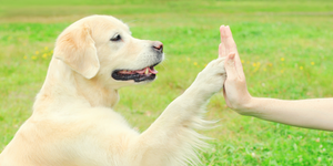 Does your dog still have energy after exercising?