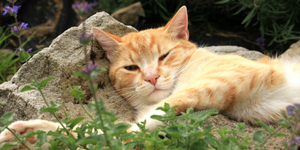 Why are cats crazy about catnip?