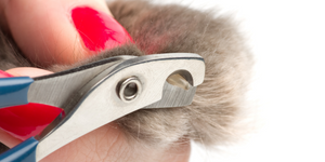 Does your cat run at the sight of nail trimmers?