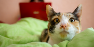 Top 3 tips to get your cat to stop bugging you in the morning