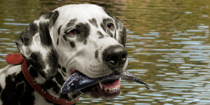Are you giving your dogs this popular supplement?