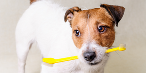 Are you cleaning your dog’s teeth regularly?