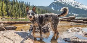 What to Bring on a Hike with Your Dog
