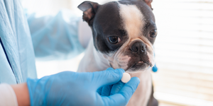 Is your dog refusing to take their medication?