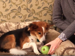 DIY Edible Kong for Dogs
