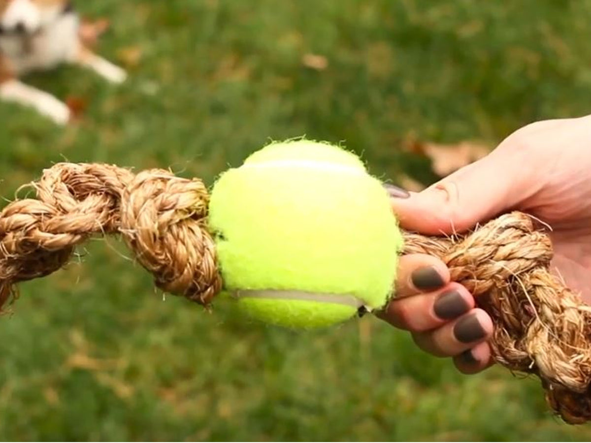 DIY Tennis Ball Rope Toy Petwell Supply