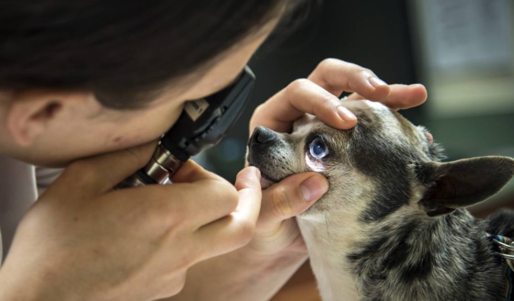 Combating Dog Cataracts Naturally Petwell Supply