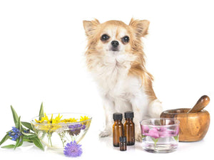 How Aromatherapy Can Benefit Your Dog