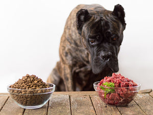 Is a Raw Food Diet Right for Your Pet