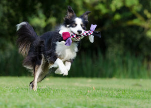 3 Ways to Build Your Pet's Healthy Immune System
