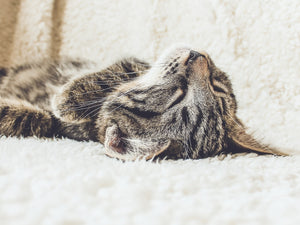 How to Manage Your Pet’s Holiday Stress