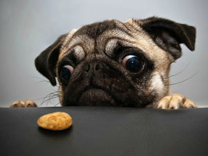 DIY Limited Ingredient, Grain Free Dog Treats