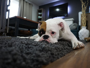 DIY Carpet Deodorizer