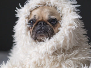 How Cold is Too Cold for Your Dog?