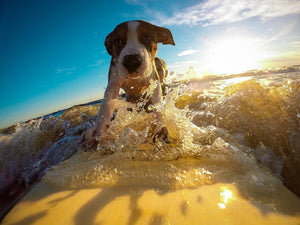 Hot Weather Tips for You and Your Pets