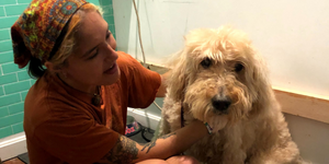 Should Dogs Be Professionally Groomed?