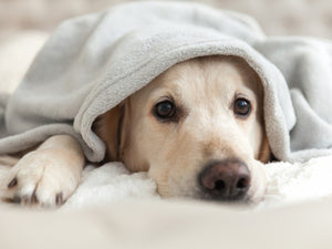 Signs Your Pet Has an Upper Respiratory Infection