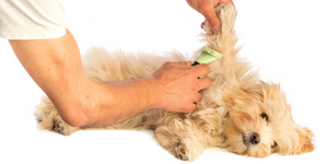 Does your dog dread grooming? Try these desensitization tips.