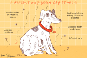 Stinky Pup Blog
