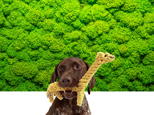 Dog & Cat Toys