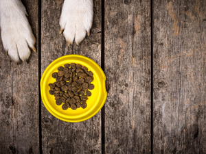 Dog & Cat Food