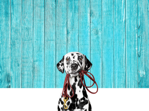 Dog & Cat Supplies