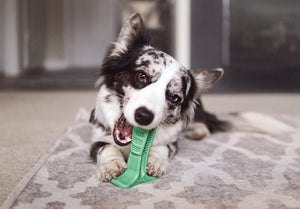 Bristly Brushing Stick Dental Cleaner for Dogs (Medium)