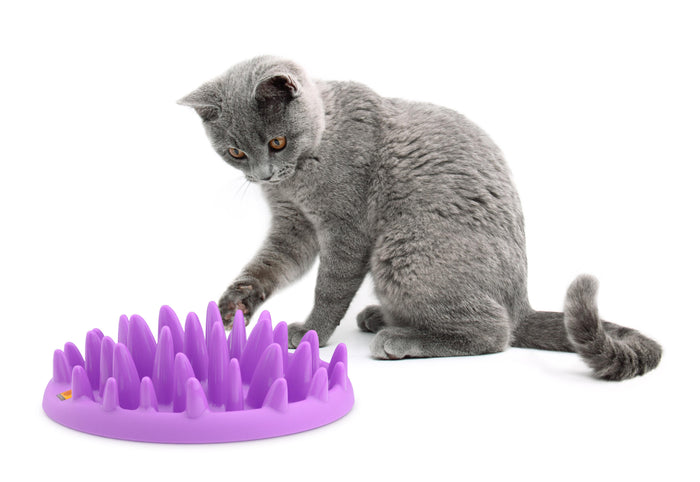 Catch Interactive Cat Feeder