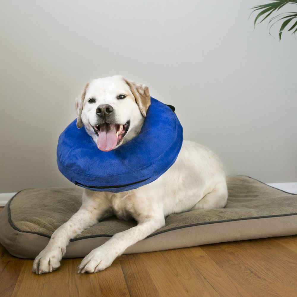 KONG - Cloud Collar for Dogs & Cats