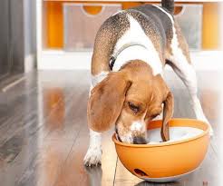 Paw5 - Rock 'N Bowl Puzzle Bowl