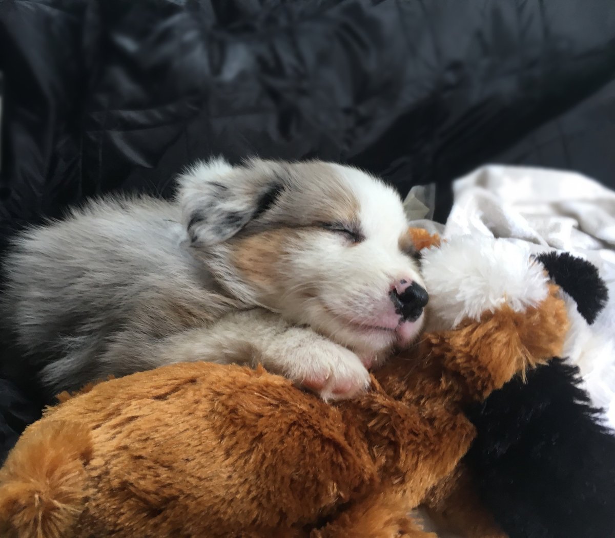 Snuggle Puppy Behavi Aid Dog Toy
